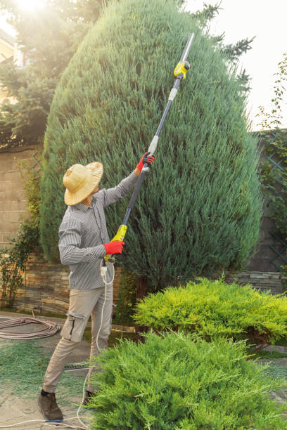 Best Tree Maintenance Programs  in Richmond, CA